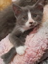 Jolene * IN FOSTER * - Photo 1