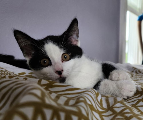Lil' Kim *IN FOSTER*, an adoptable Domestic Short Hair in South Bend, IN
