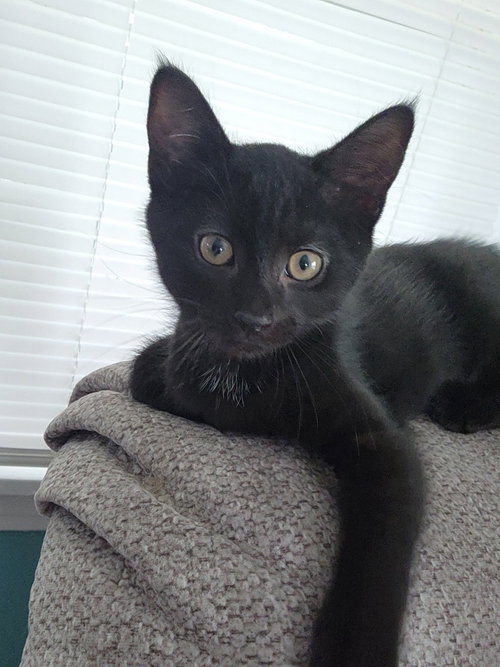 Snoop Catt *IN FOSTER*, an adoptable Domestic Short Hair in South Bend, IN