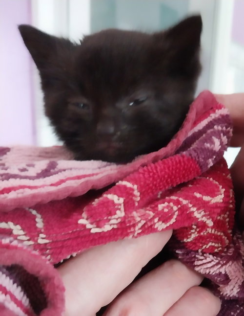 Peabody * IN FOSTER *, an adoptable Domestic Short Hair in South Bend, IN
