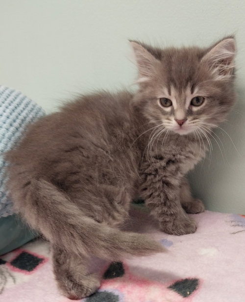 Picasso *IN FOSTER*, an adoptable Domestic Short Hair in South Bend, IN