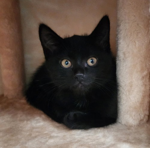 Miss "E" Elliot *IN FOSTER*, an adoptable Domestic Short Hair in South Bend, IN