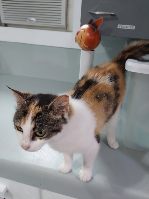 Puka, an adoptable Domestic Long Hair in South Bend, IN