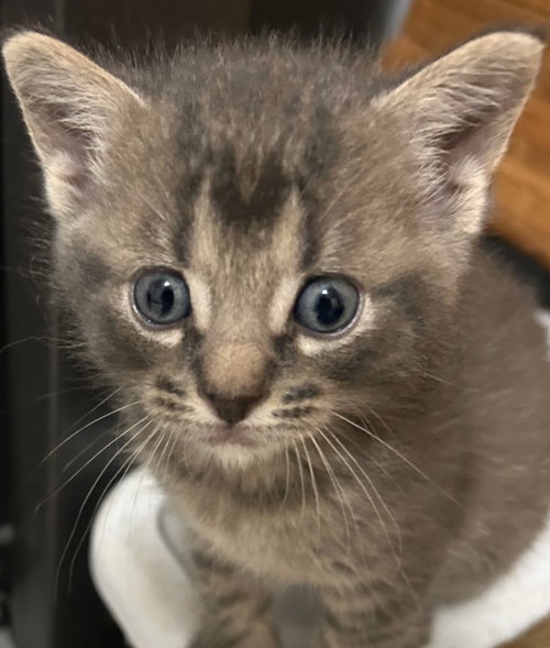Echo *IN FOSTER*, an adoptable Domestic Short Hair in South Bend, IN