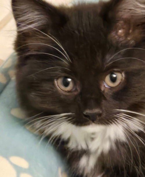 Cadenza, an adoptable Domestic Long Hair in South Bend, IN