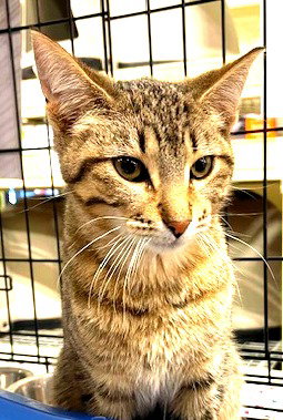 Chai *IN FOSTER*, an adoptable Domestic Short Hair in South Bend, IN