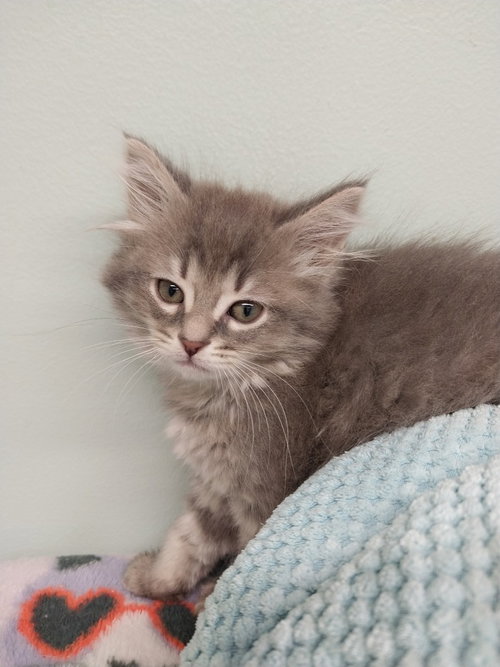 Wisp * IN FOSTER *, an adoptable Domestic Medium Hair in South Bend, IN