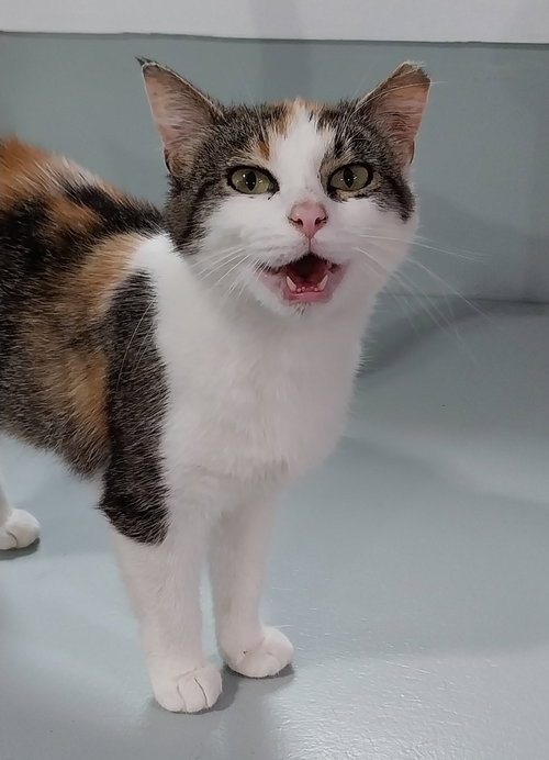 Skyler * IN FOSTER *, an adoptable Domestic Short Hair in South Bend, IN