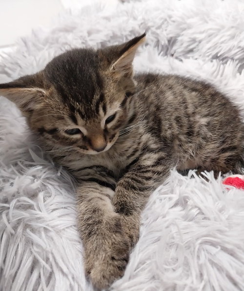 Keaton, an adoptable Domestic Short Hair in South Bend, IN
