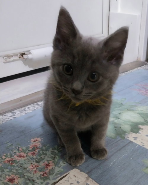 Blue Velvet * IN FOSTER *