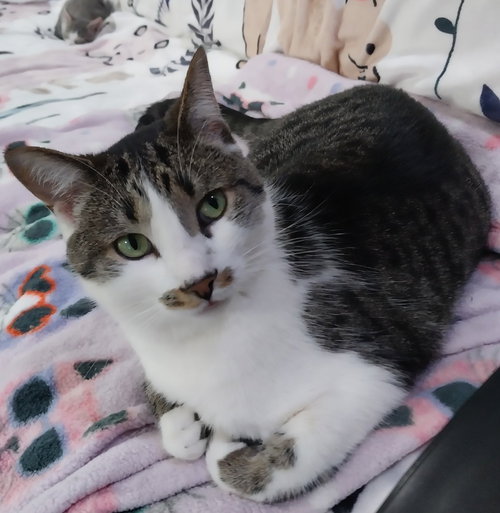 Buddy aka Squeaker * IN FOSTER *