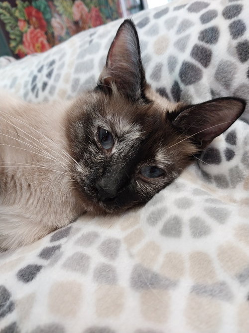 Lovely * IN FOSTER *