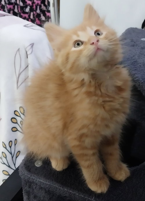 Yankee Doodle Dandy * IN FOSTER *