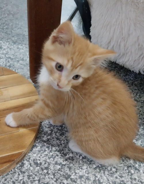 Daniel Boone * IN FOSTER *