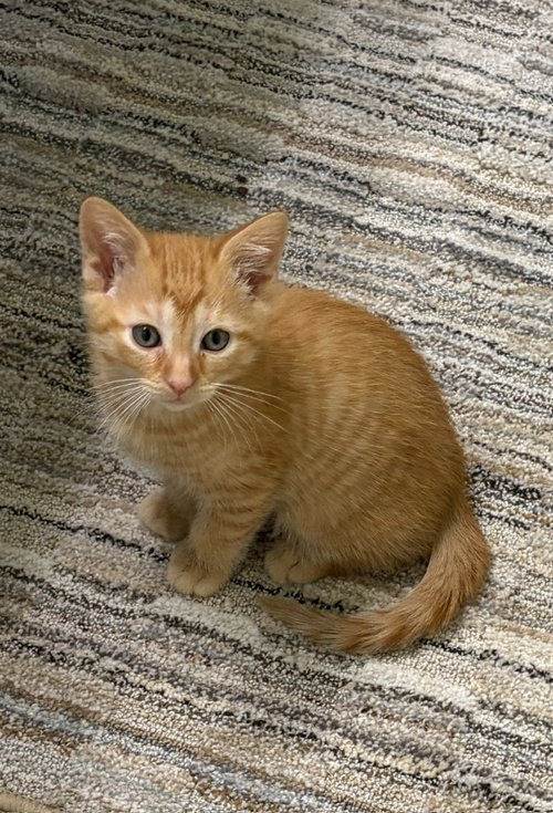 Tangerine