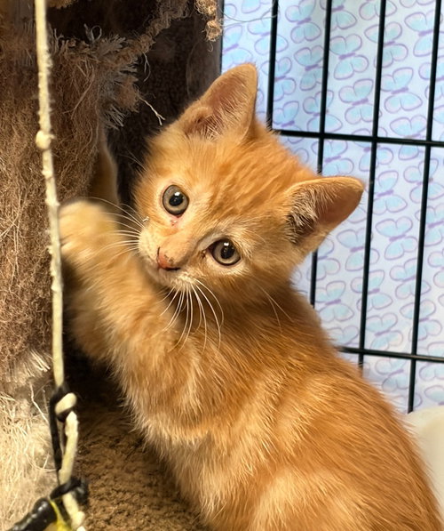 Mango *IN FOSTER*