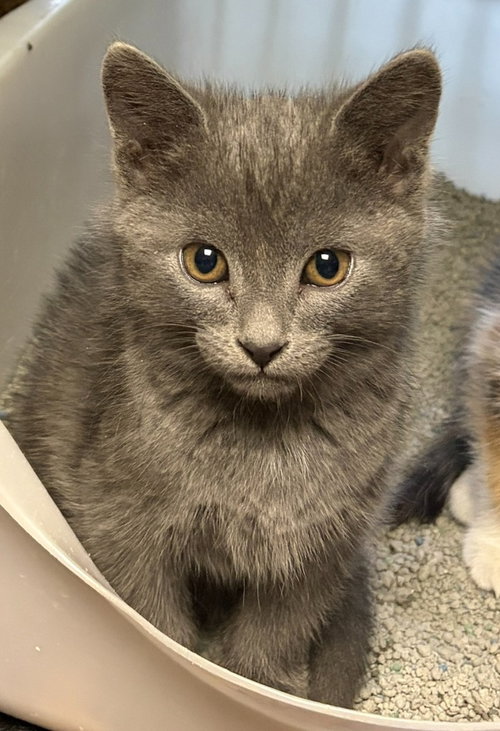 Phainon *IN FOSTER*
