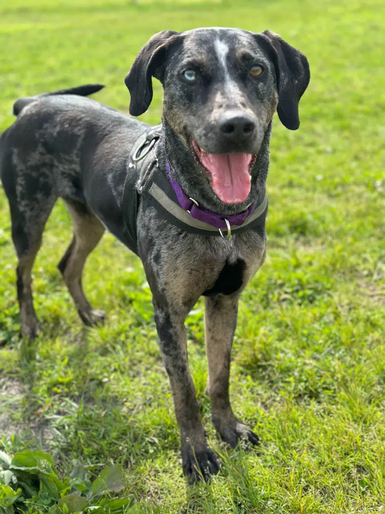 Bjork - Catahoula Leopard Dog