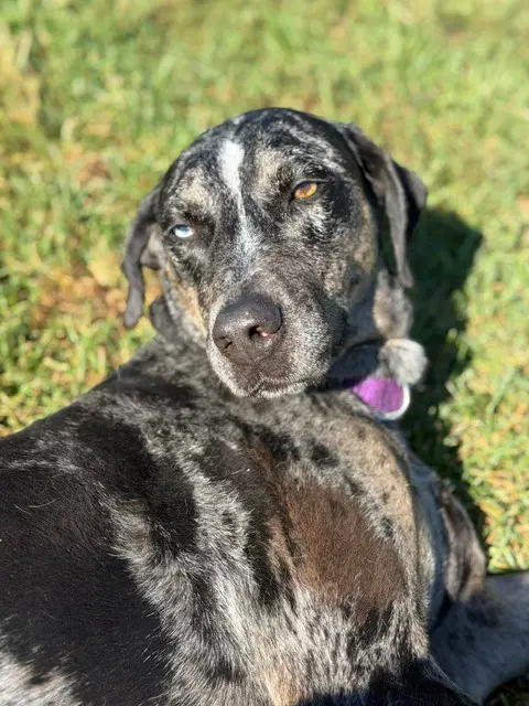 Bjork - Catahoula Leopard Dog