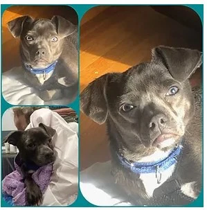 Leonard - In A Foster Home