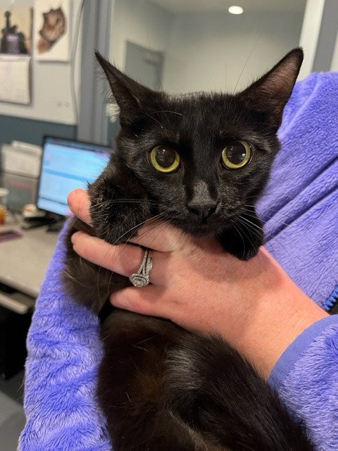 Ginny *IN FOSTER* Image