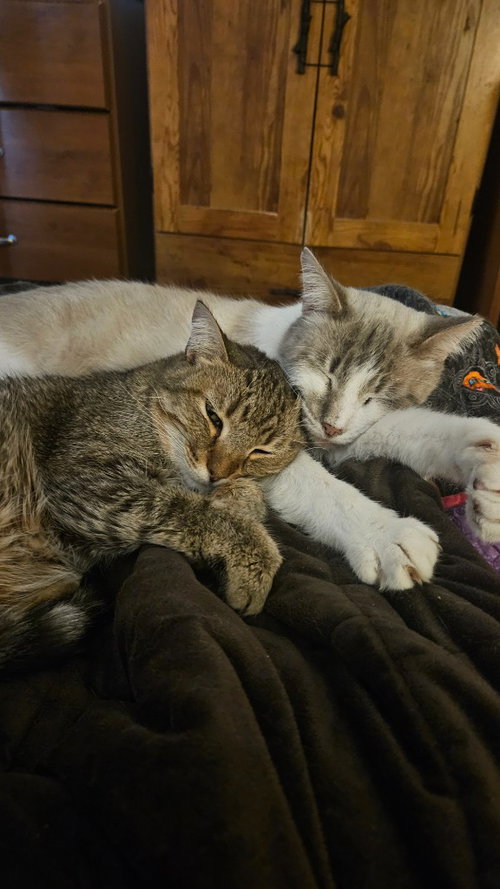 Perpugilliam (Peri) *IN FOSTER* FIV+, Adult Siamese, cat for adoption in Elkhart, Indiana