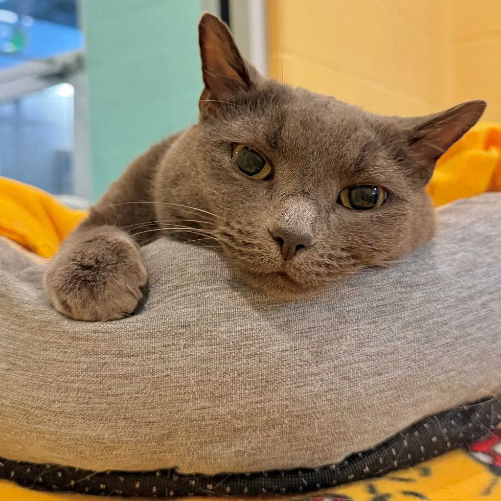 Kayla - Domestic Short Hair