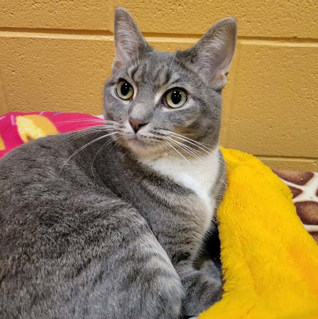 Darling - Domestic Short Hair