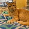 Tawny - Photo 1
