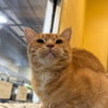 Tawny - Photo 2