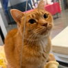 Tawny - Photo 4