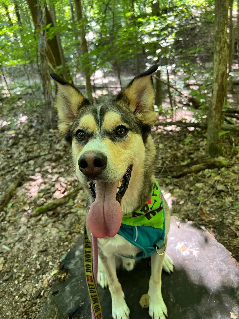 Trip - Husky