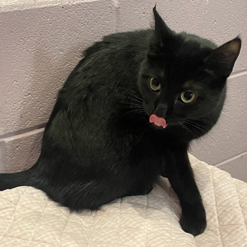 SUBARU - Domestic Short Hair available for adoption