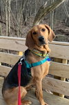 Carlie-In a Foster Home - Photo 1