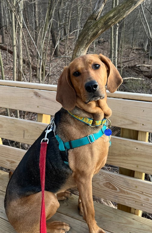 Carlie-In a Foster Home