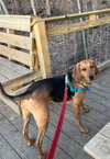Carlie-In a Foster Home - Photo 2