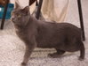 Whiskey  ** IN FOSTER ** - Photo 2