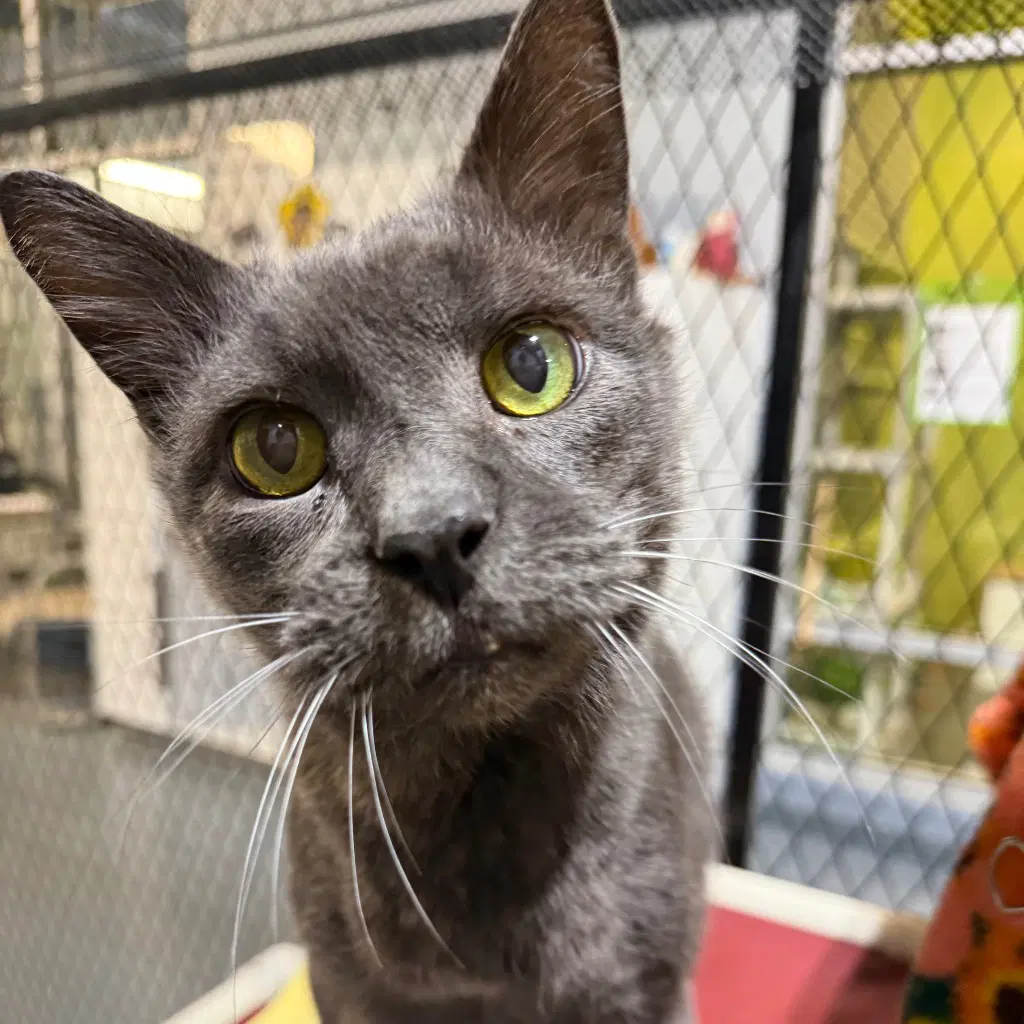 Boris - Domestic Short Hair