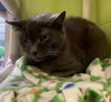 Natasha - Photo 3