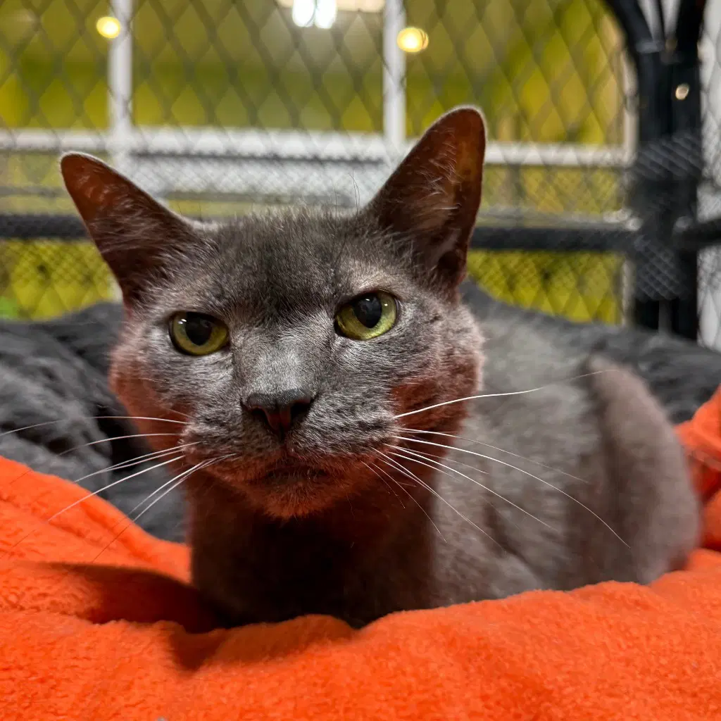 Natasha - Domestic Short Hair