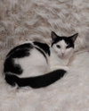 Oyster * IN FOSTER * - Photo 1