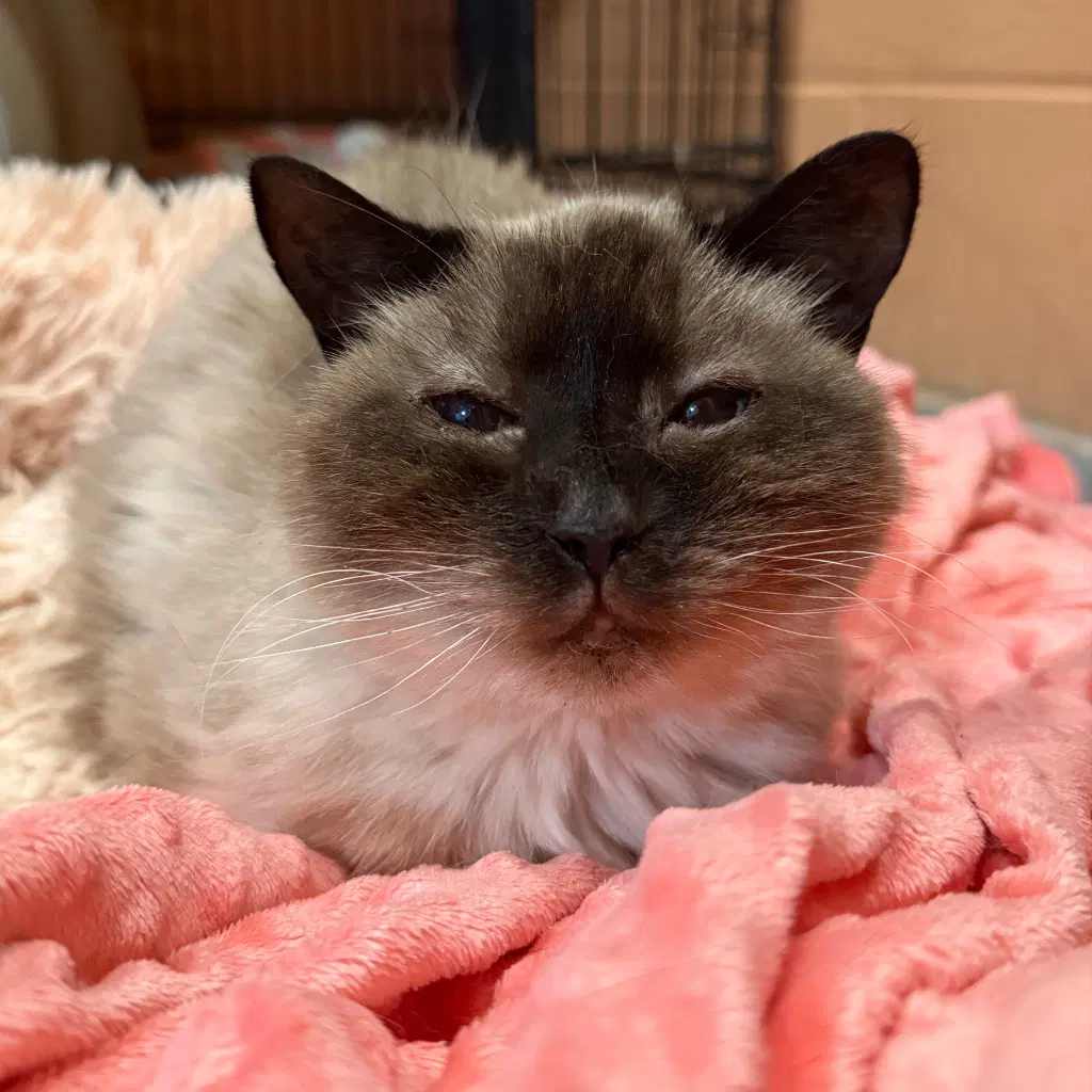 Tia - Siamese