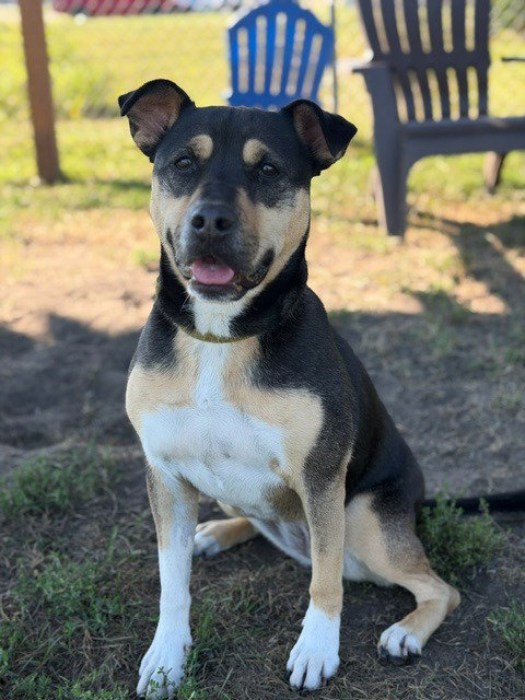 picture of the dog needing adoption