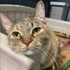 Sweetie Pie - Photo 2