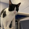 Oreo - Photo 4