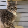 Missy - Photo 2