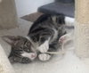 Flint *IN FOSTER* - Photo 1
