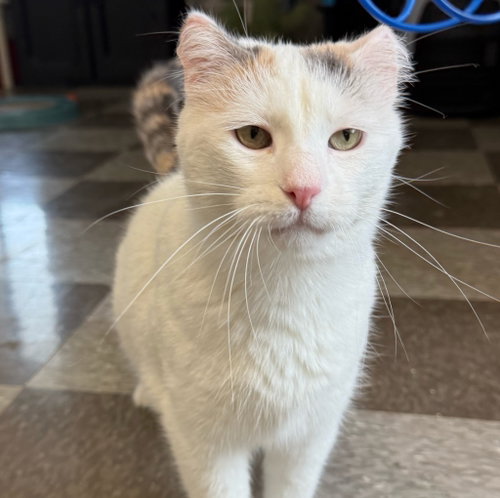 BOO - Domestic Short Hair available for adoption