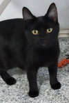 Misty Onyx * IN FOSTER * - Photo 1