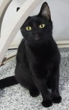 Misty Onyx * IN FOSTER * - Photo 2